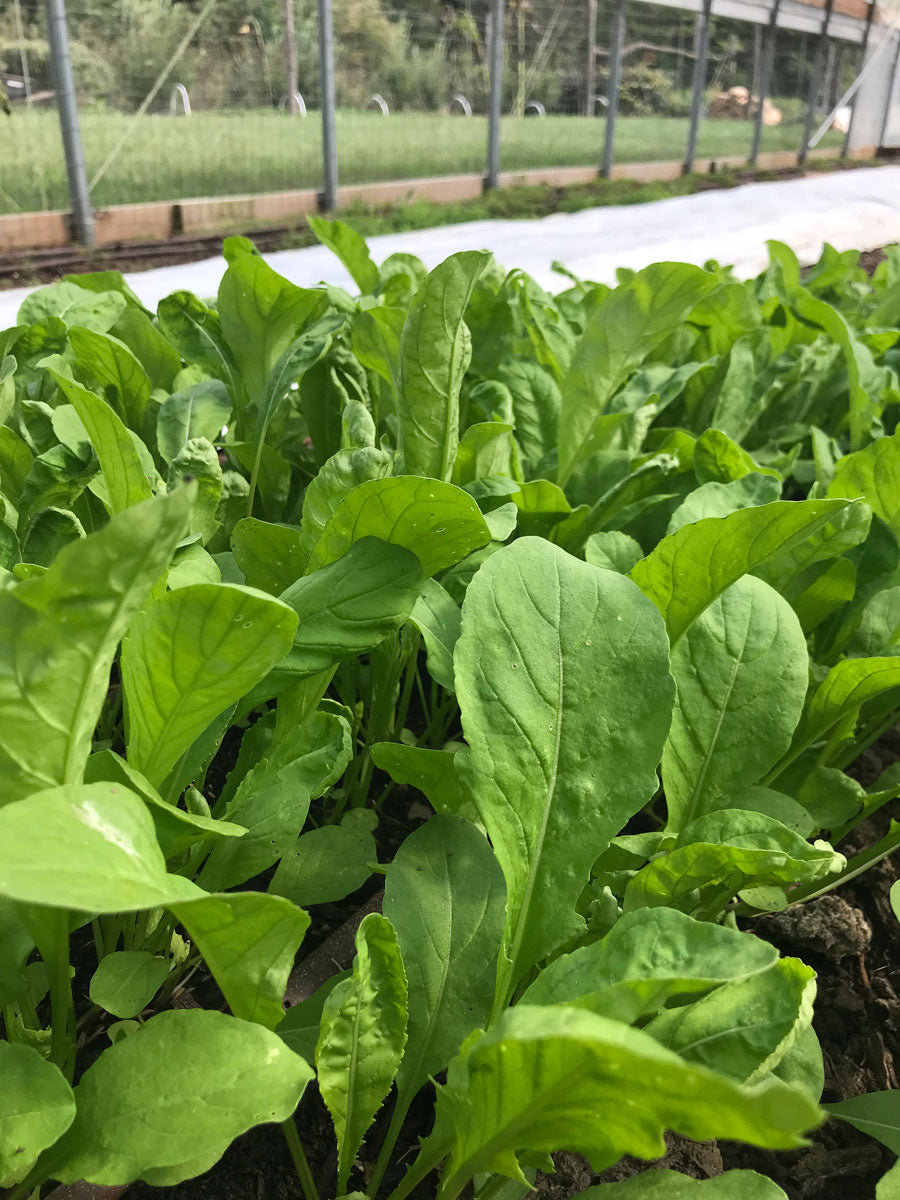 Arugula