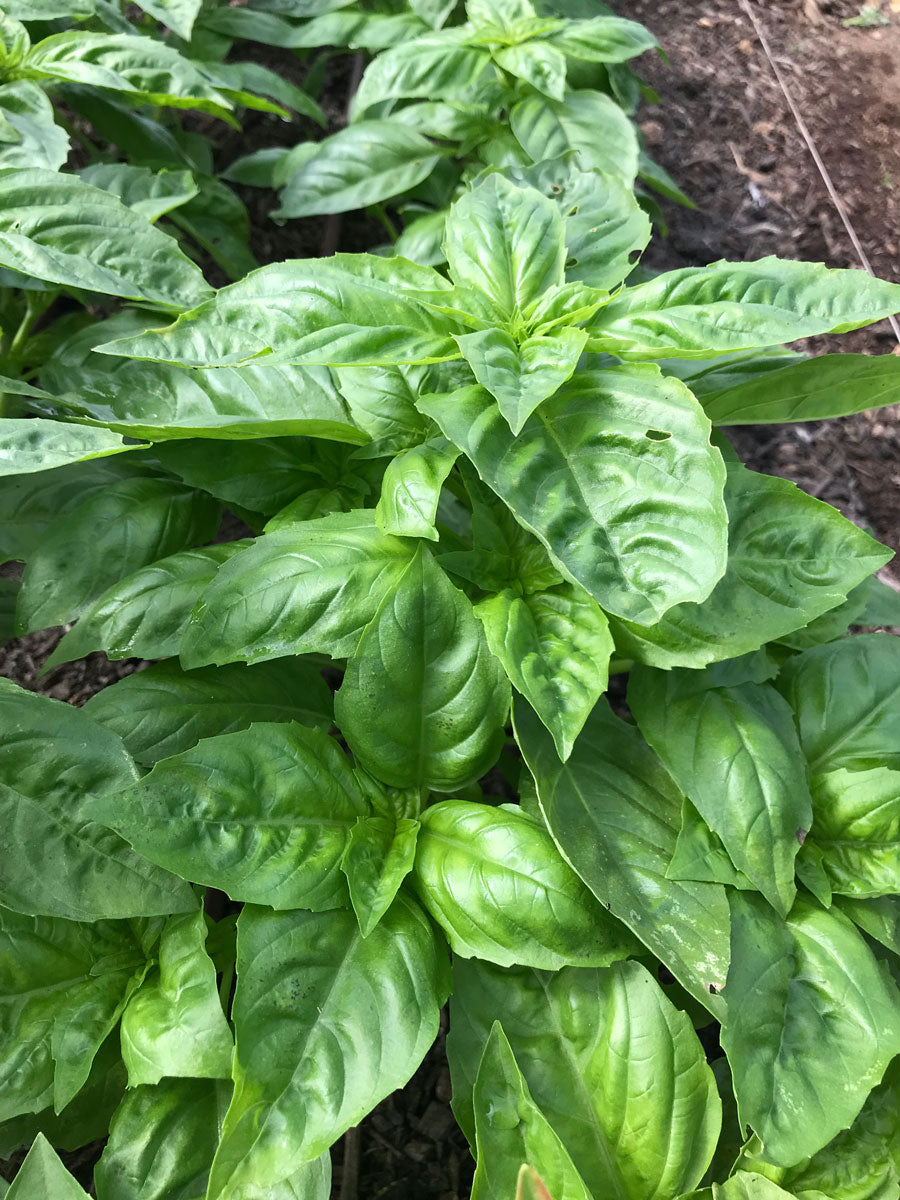 Basil