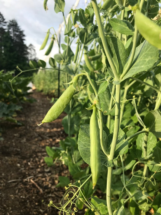 Peas - Sugar Snap