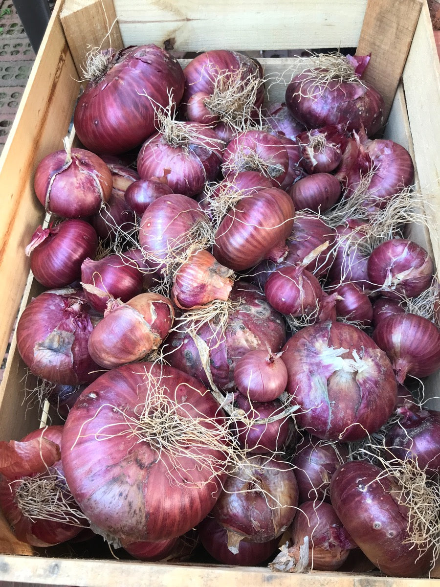 Onions - Red
