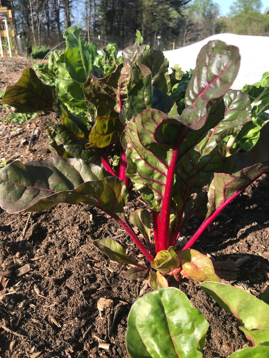 Swiss Chard