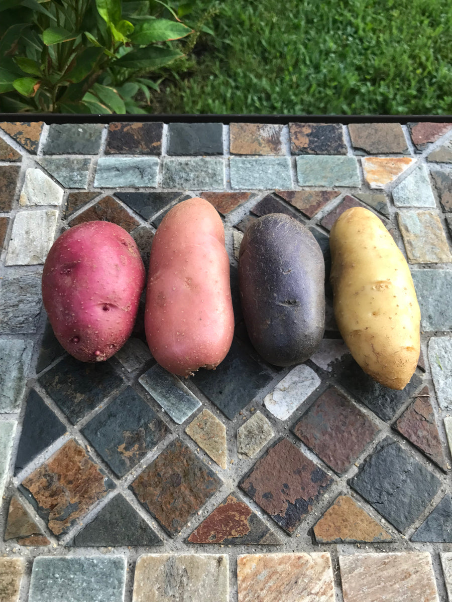 Potatoes - Multicolor Fingerling