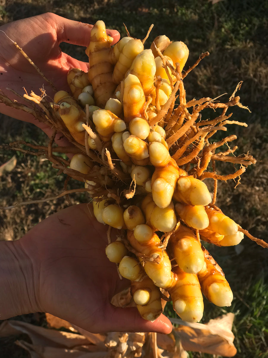 Turmeric - Fresh