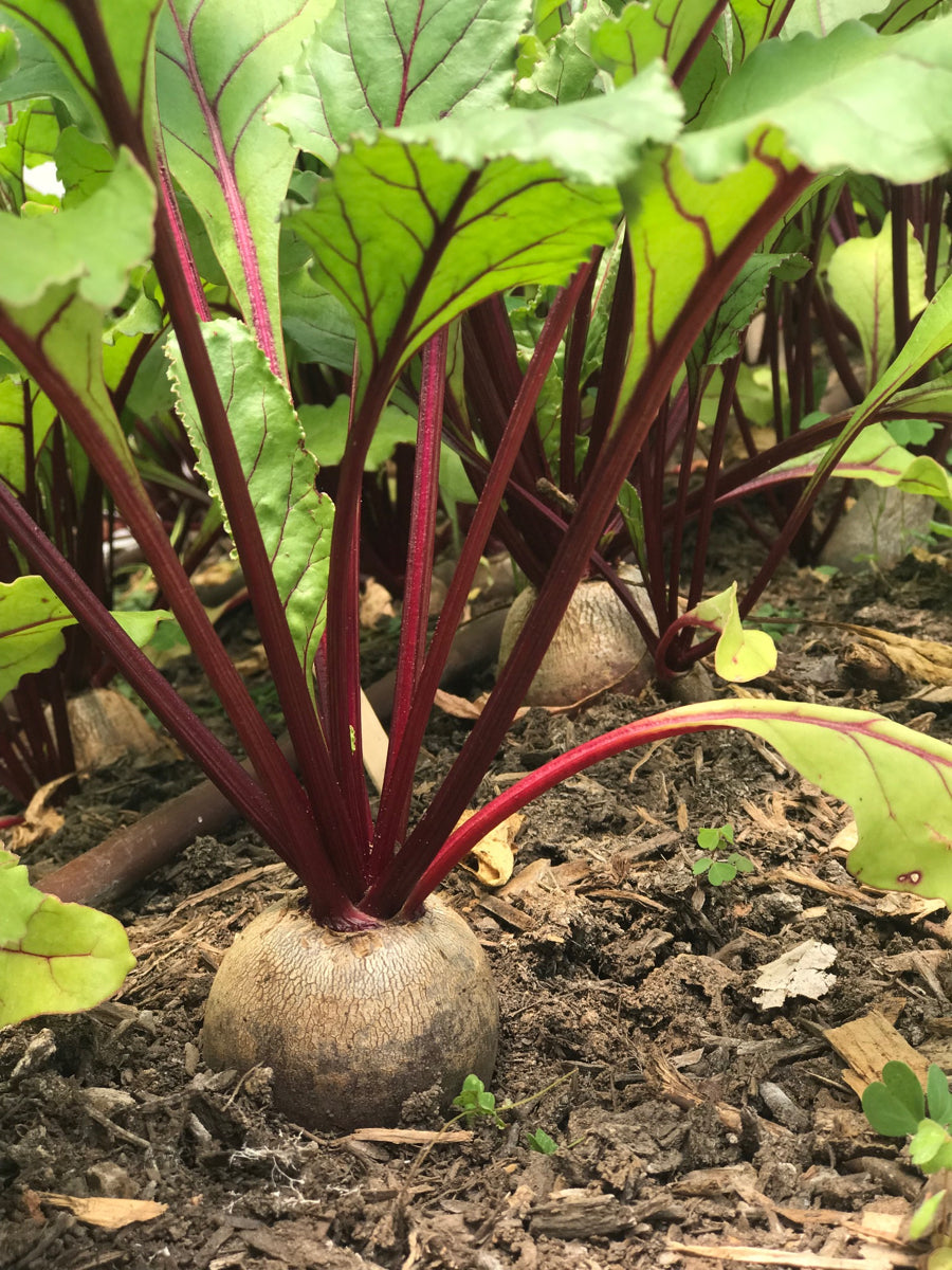 Beets
