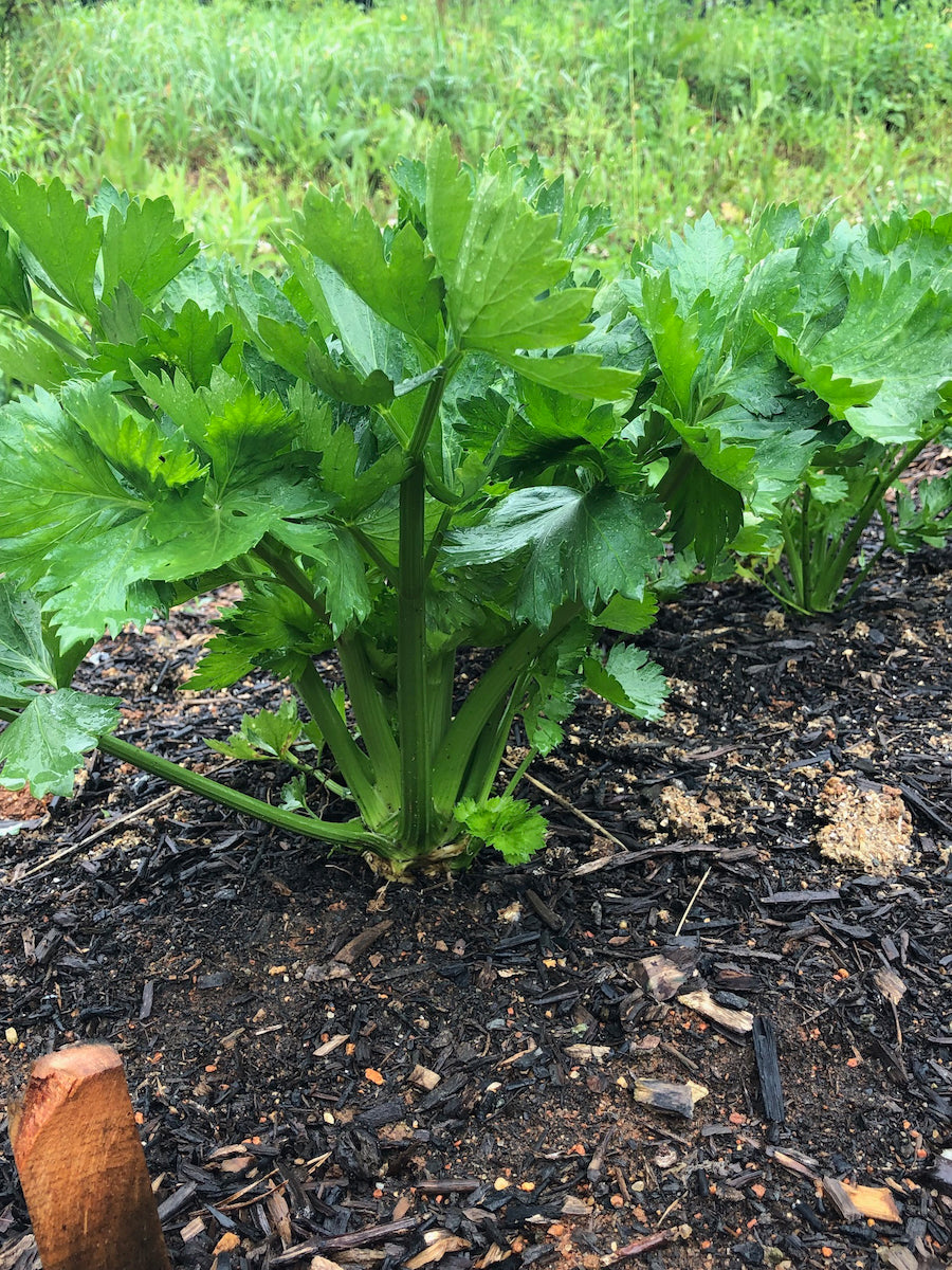 Celery
