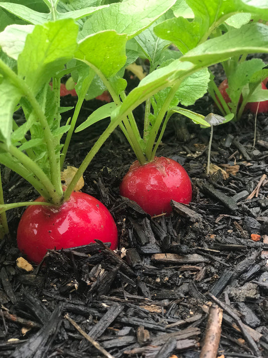 Radish - Round Red