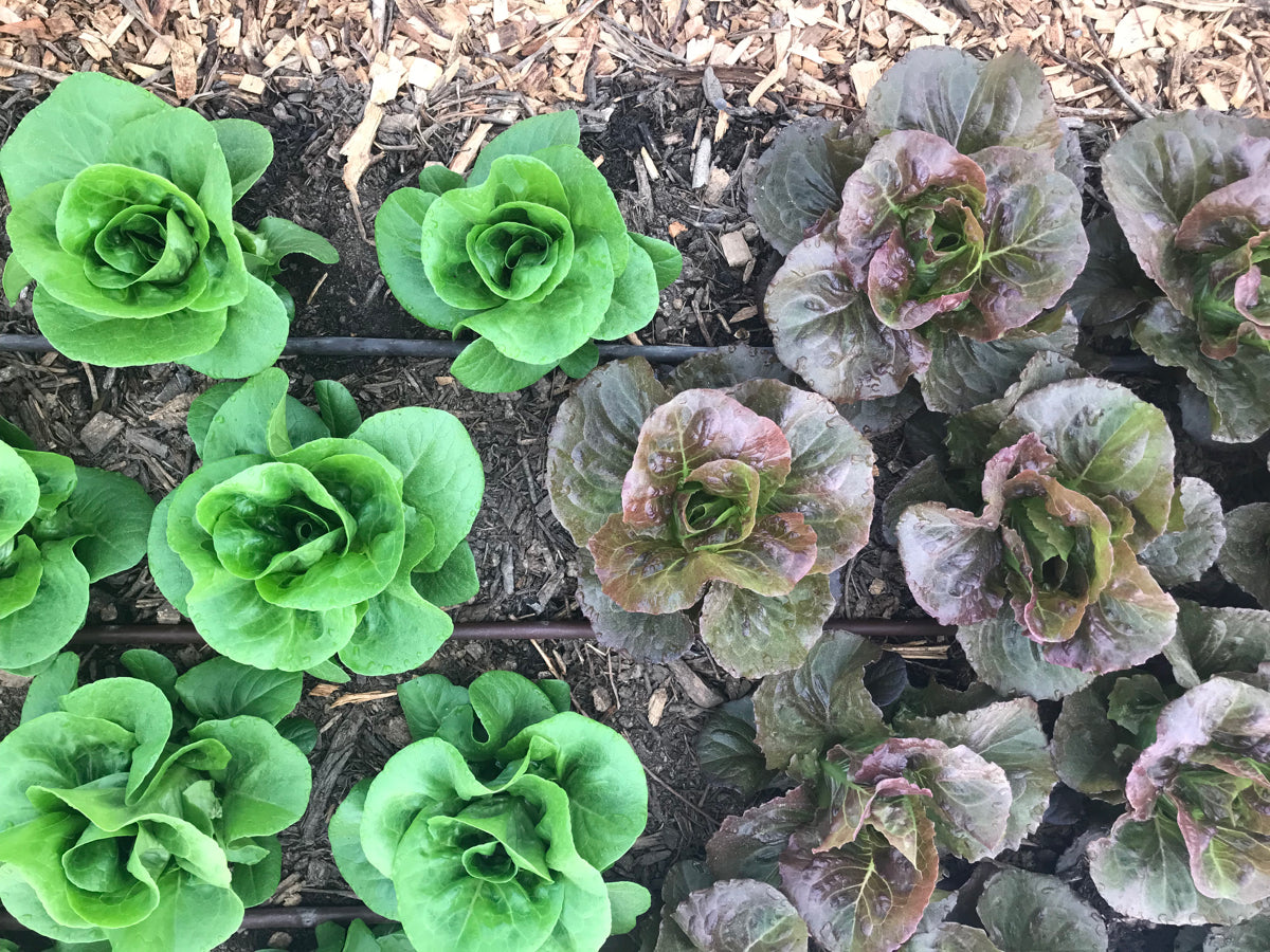 Lettuce - Mini Romaine