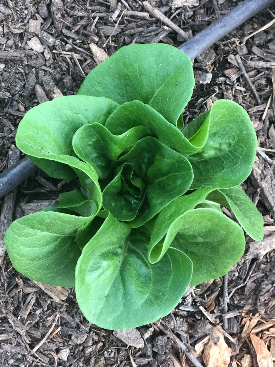 Lettuce - Little Gem Head