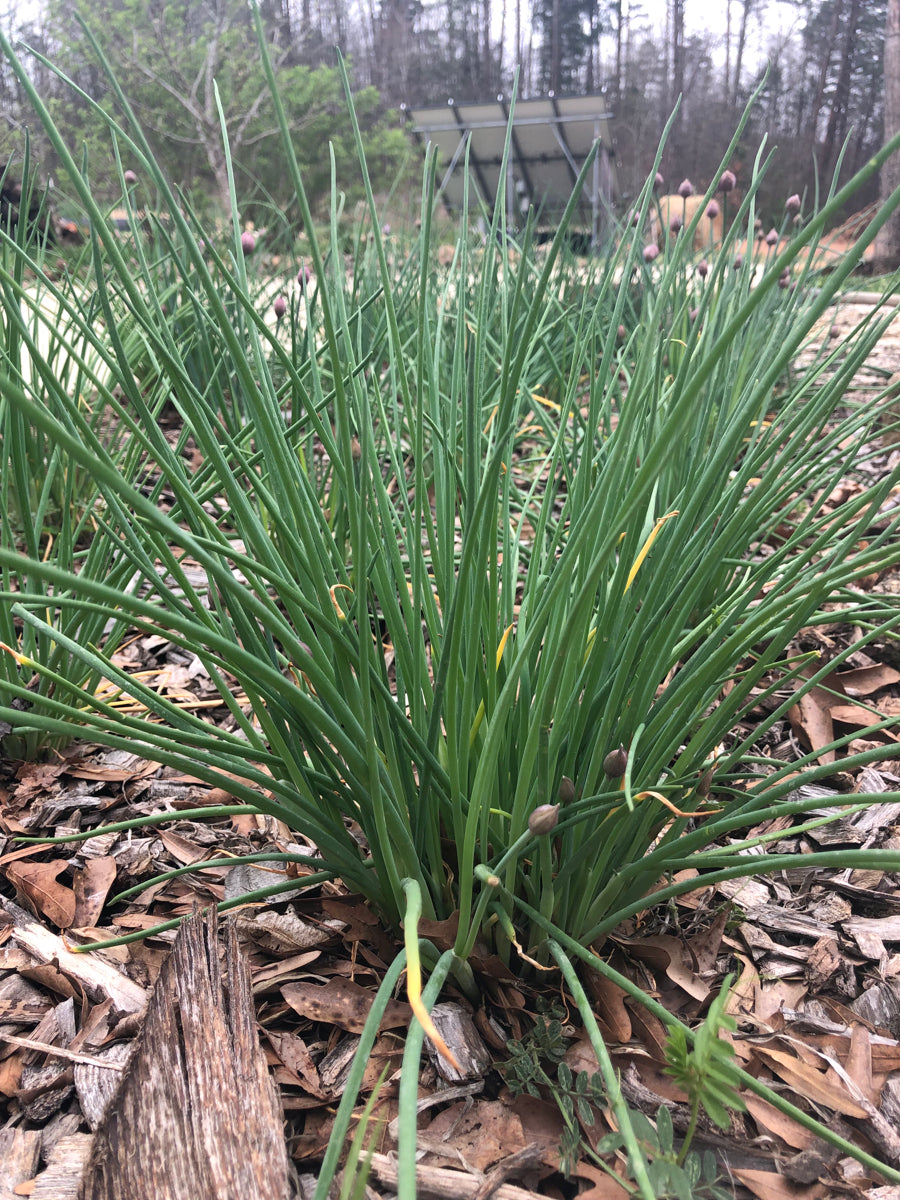 Chives