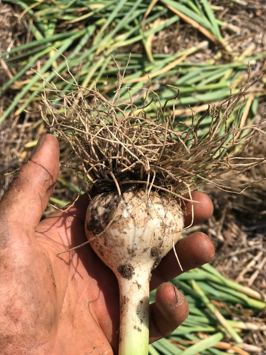 Garlic
