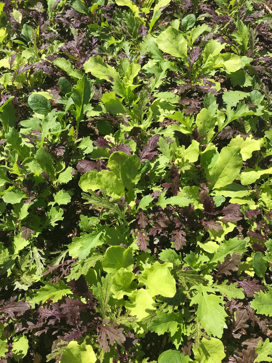 Mustard Mix