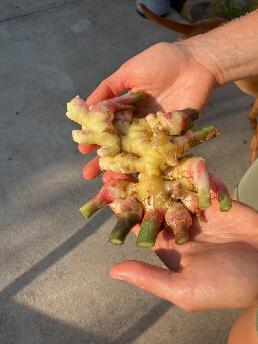 Baby Ginger - Fresh
