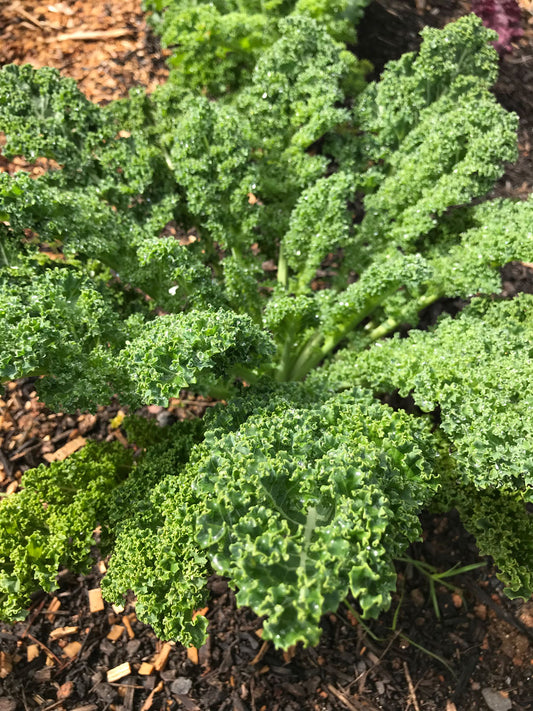 Kale - Green