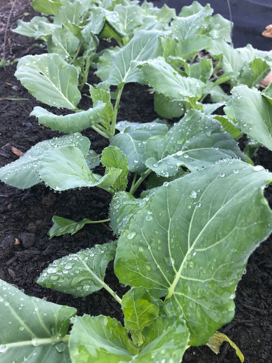 Collards