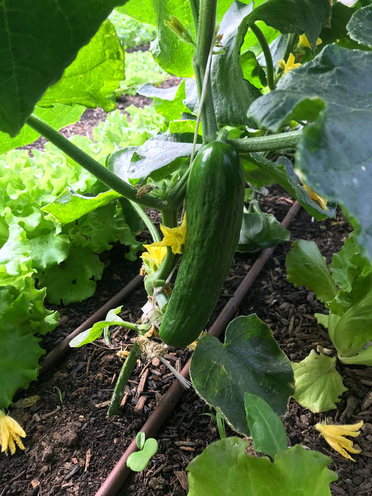 Cucumbers - Slicing