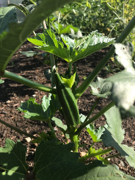 Okra (Green)