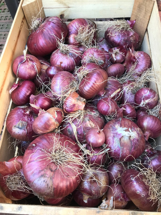 Onions - Red