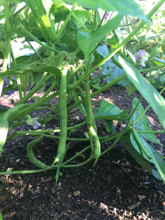 Green Beans