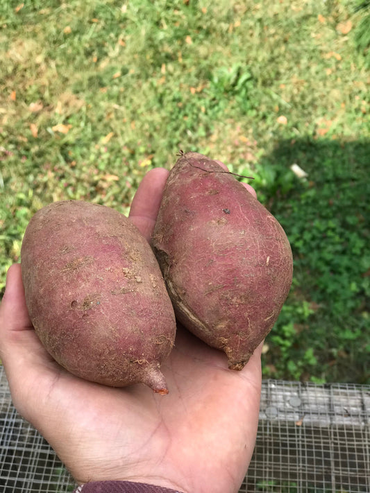 Sweet Potatoes