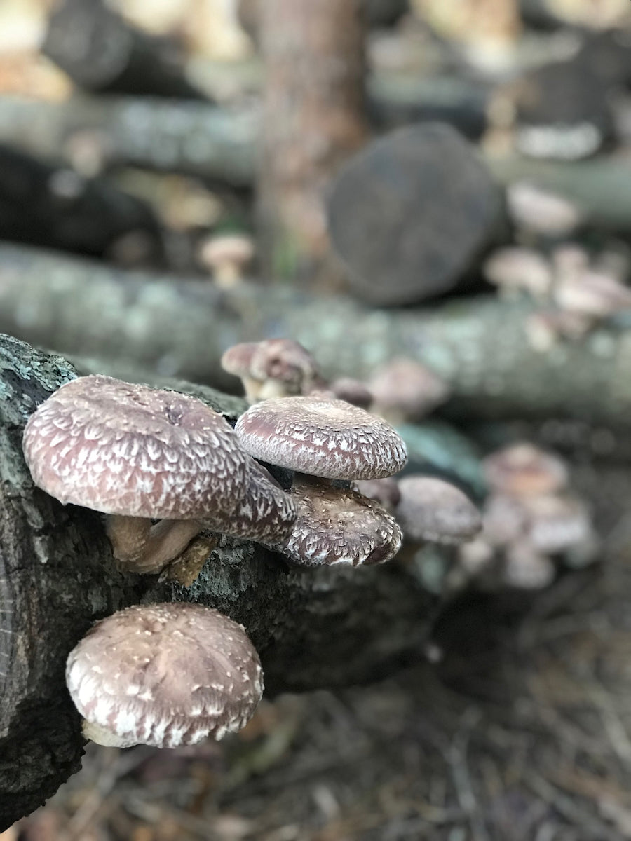 Mushrooms - Shiitake, Dried