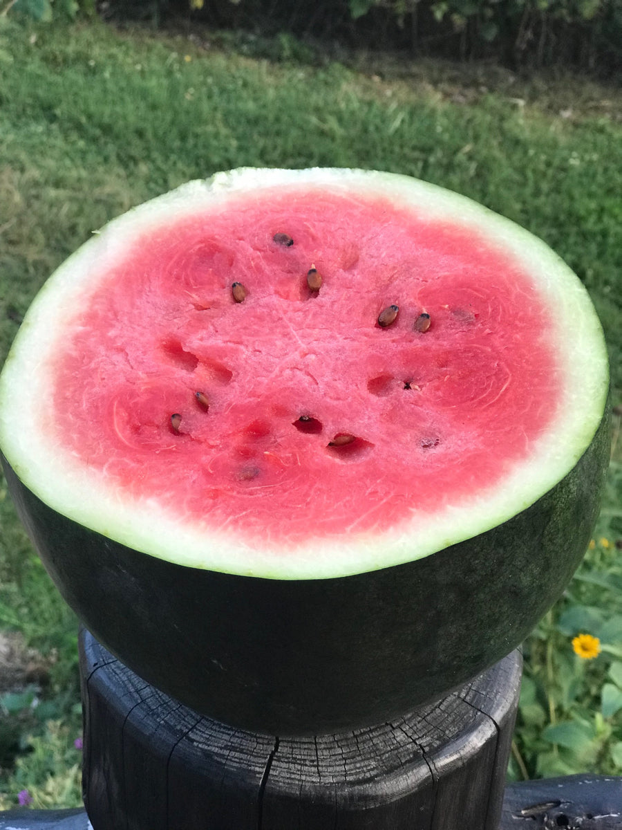 Watermelon - Blacktail