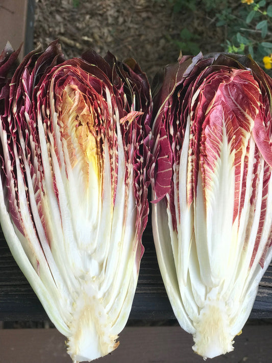 Radicchio - Head