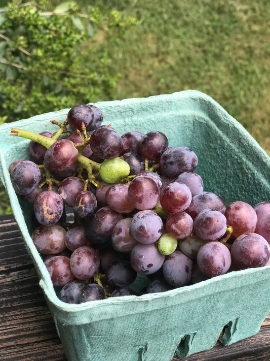 Grapes - Seedless