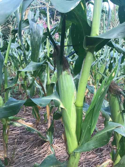 Corn - Sweet