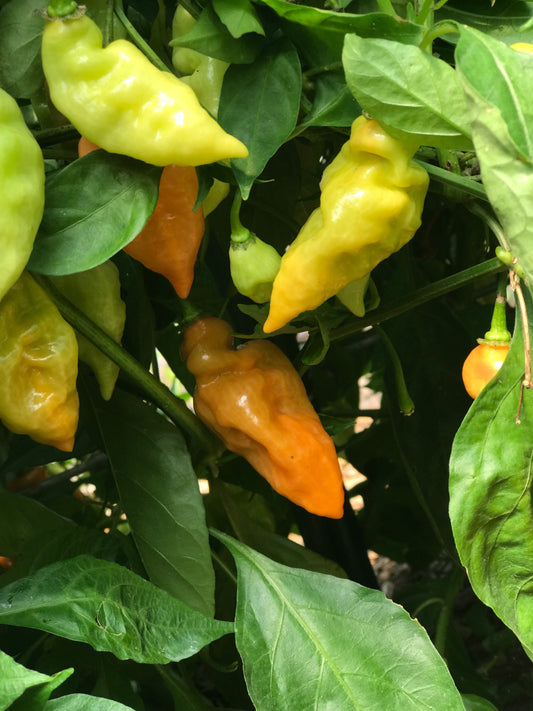 Peppers - Habanada