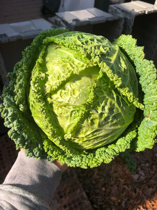 Cabbage - Green
