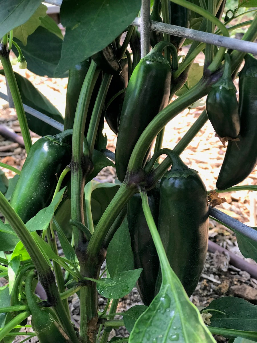 Peppers - Jalapeños