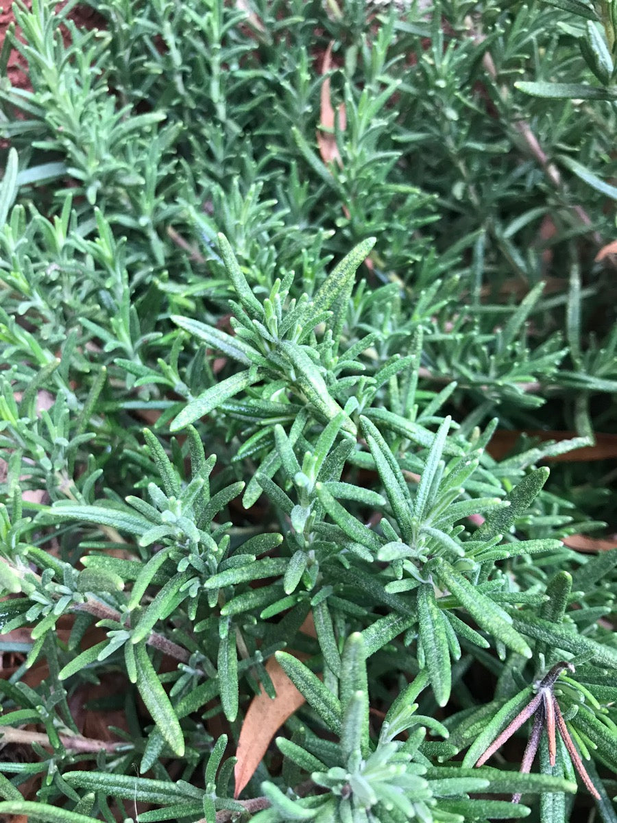 Rosemary