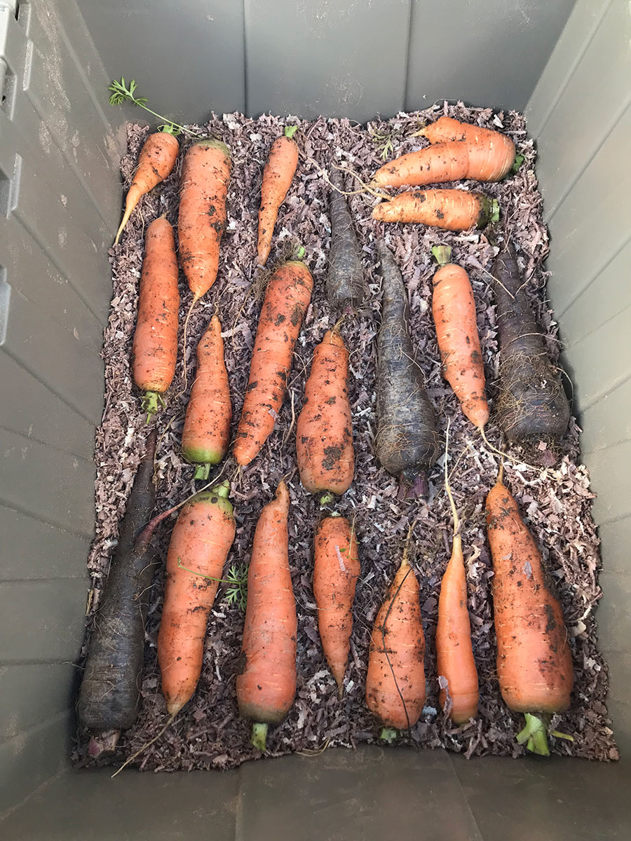 Winter Carrots in Storage