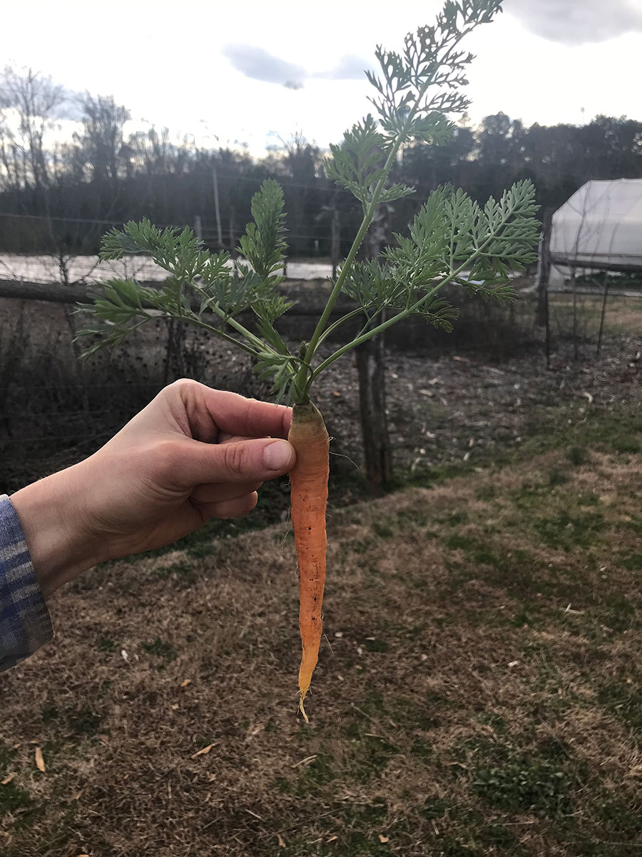 Winter Carrots